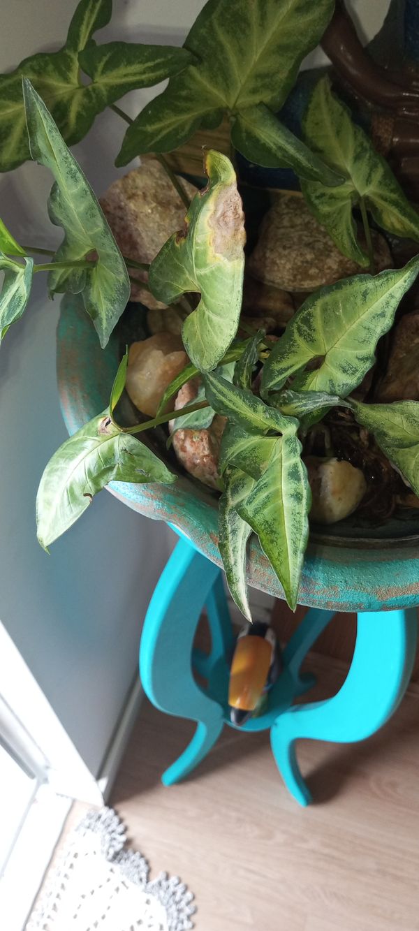 Identificação da planta Língua-de-cobra por foto