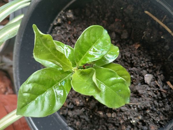 Identificação da planta Chacrona ou Rainha por foto