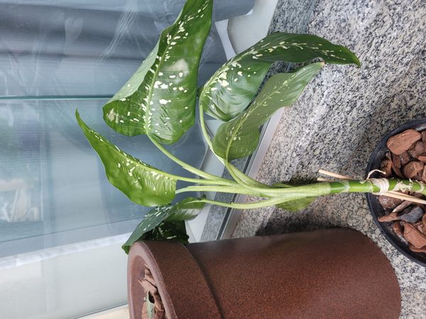 Identificação da planta Comigo-ninguém-pode por foto