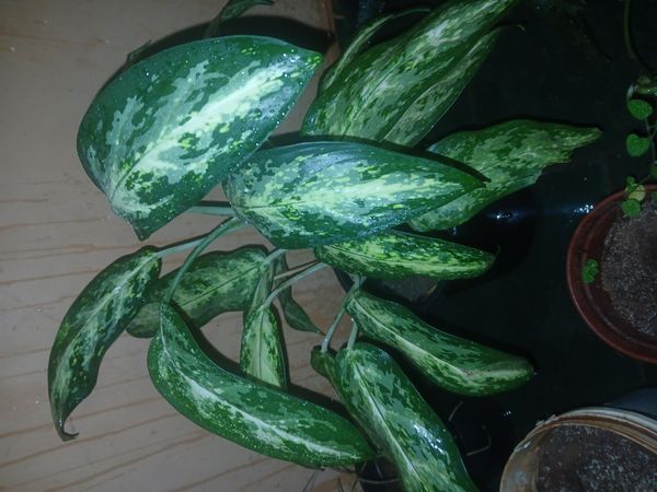 Identificação da planta Comigo-ninguém-pode por foto