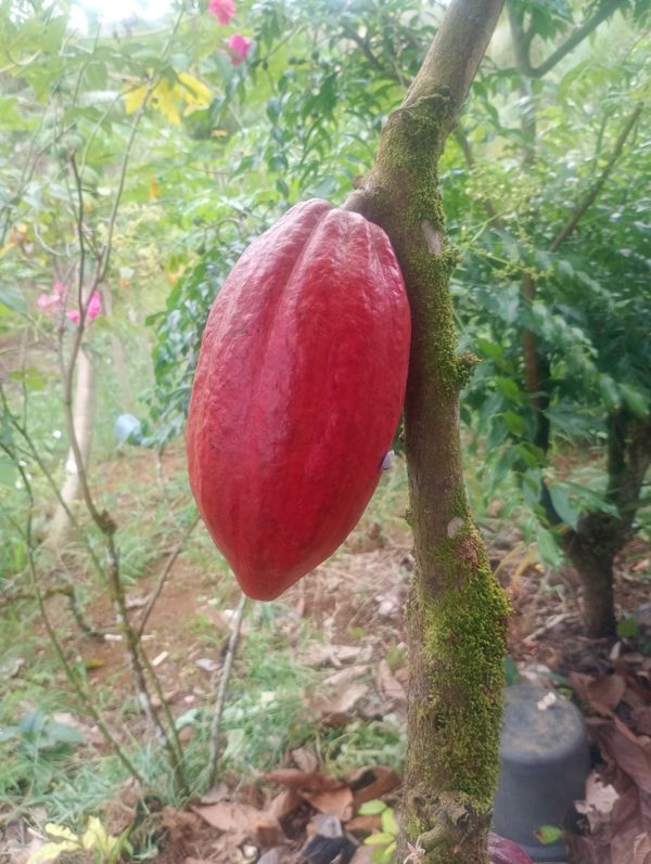 Identificação da planta Cacau por foto