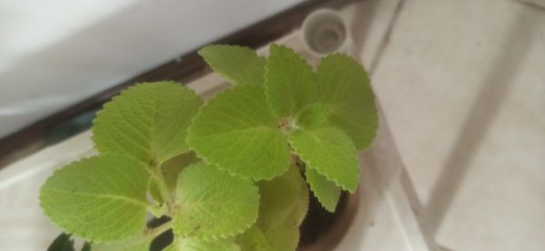 Identificação da planta Hortelã pimenta por foto