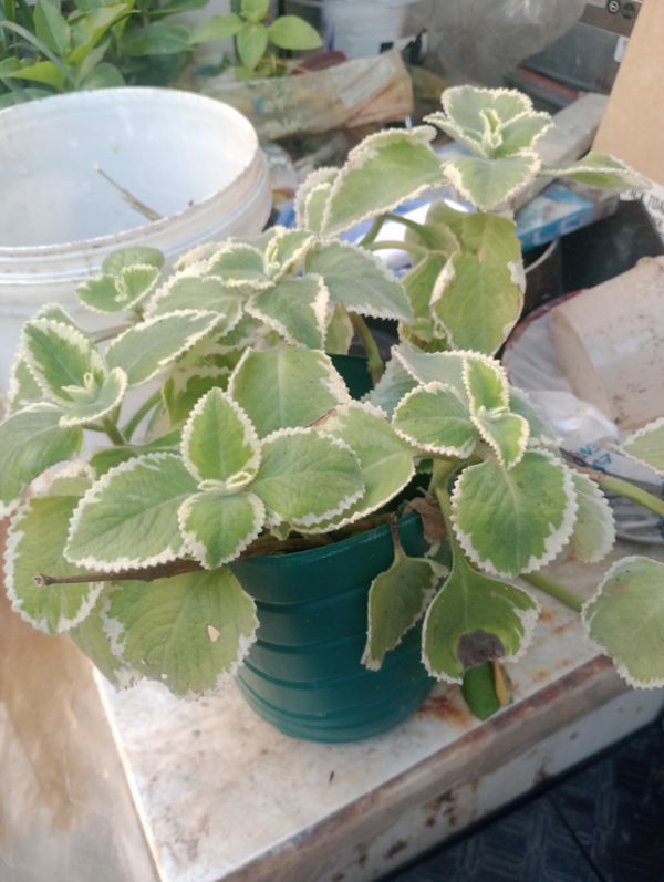 Identificação da planta Hortelã pimenta por foto