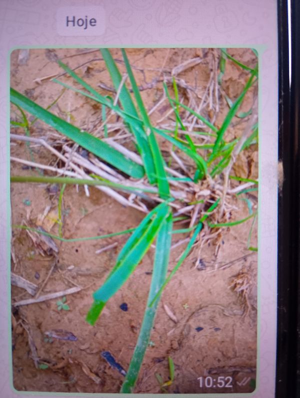 Identificação da planta Nome popular desconhecido por foto