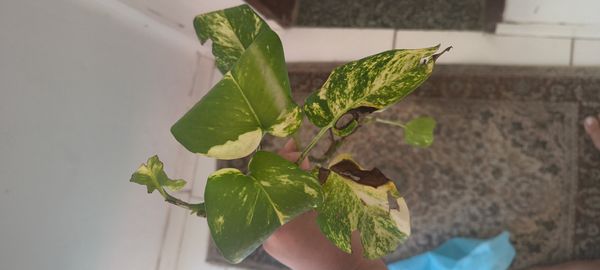 Identificação da planta Jiboia por foto