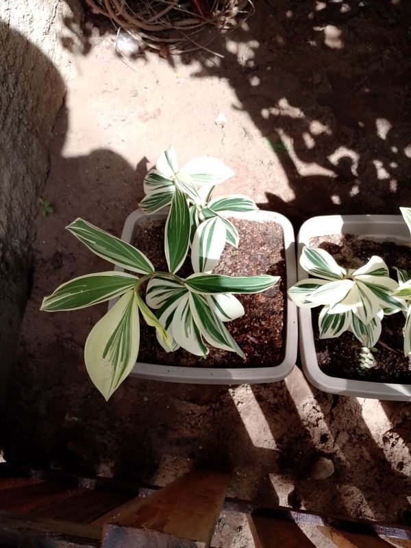 Identificação da planta Carqueja por foto