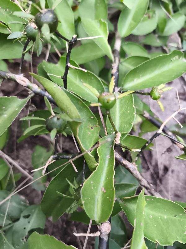 Identificação da planta Ora-pro-nóbis por foto