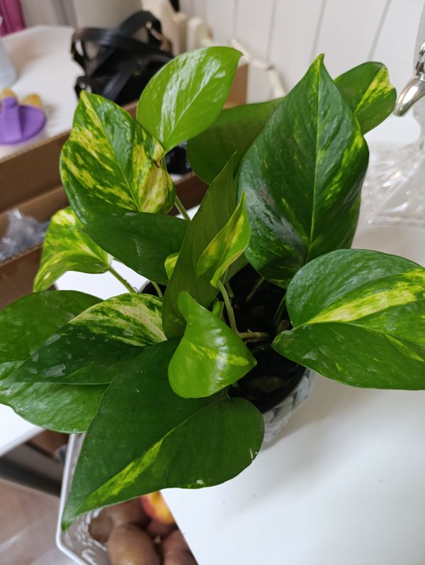Identificação da planta Jiboia por foto