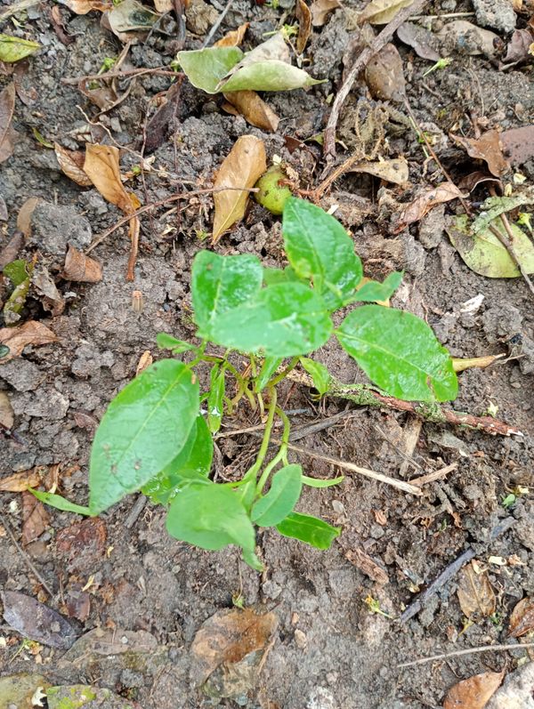 Identificação da planta Malagueta por foto