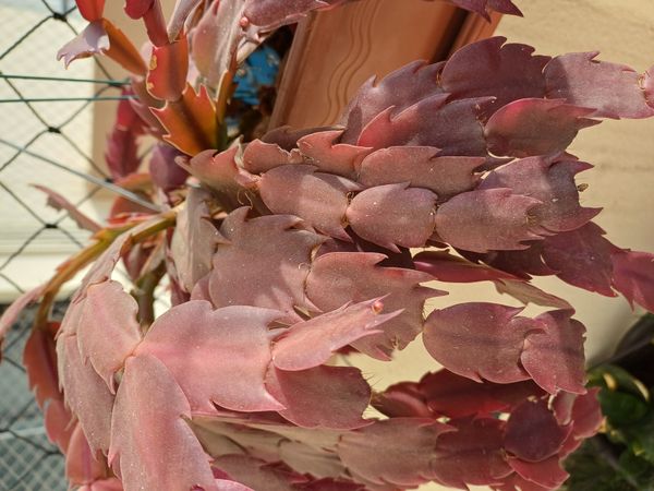 Identificação da planta Flor-de-maio por foto