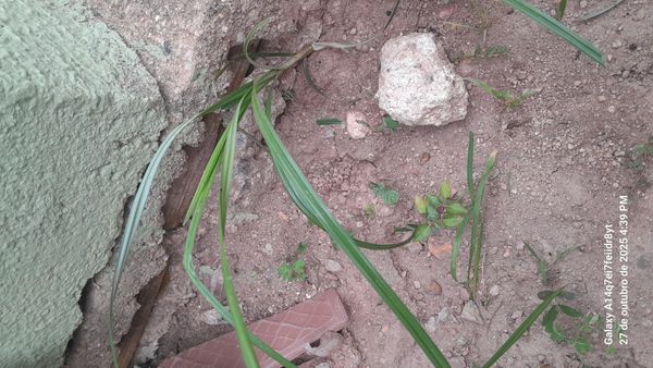 Identificação da planta Tiririca por foto