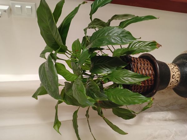 Identificação da planta Como cuida do lirio por foto