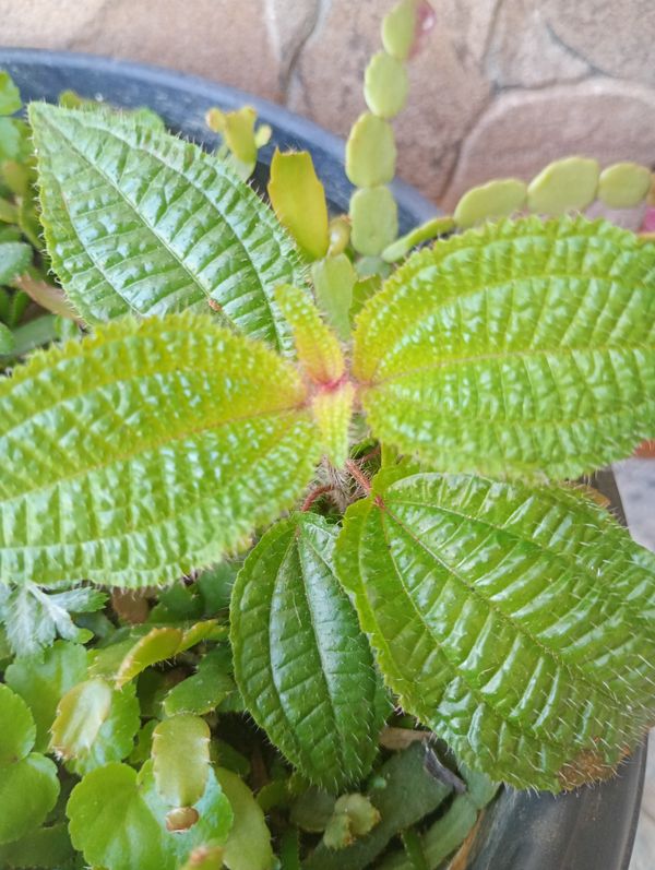 Identificação da planta Pixirica por foto