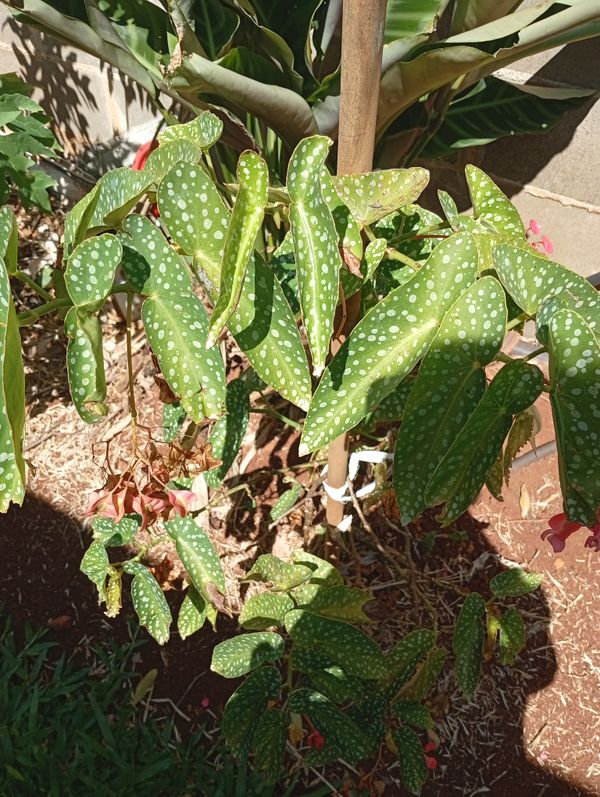 Identificação da planta Begônia maculata por foto