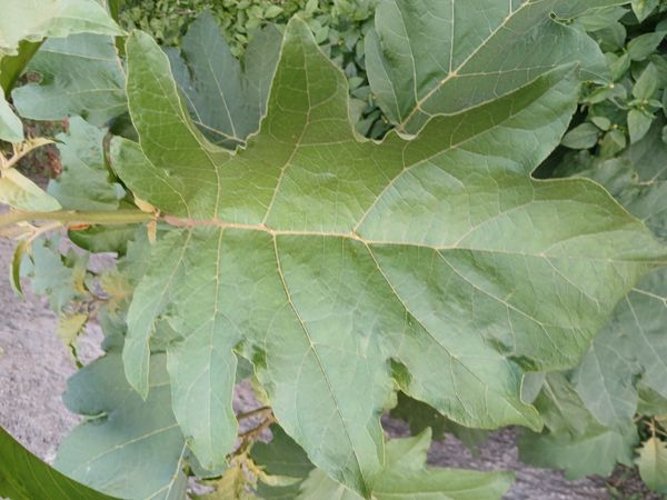 Identificação da planta Fumacinha por foto