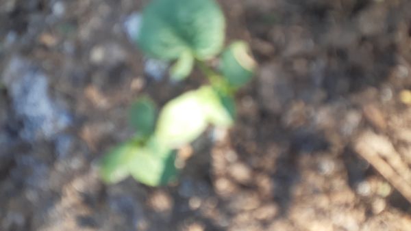 Identificação da planta Pepino por foto