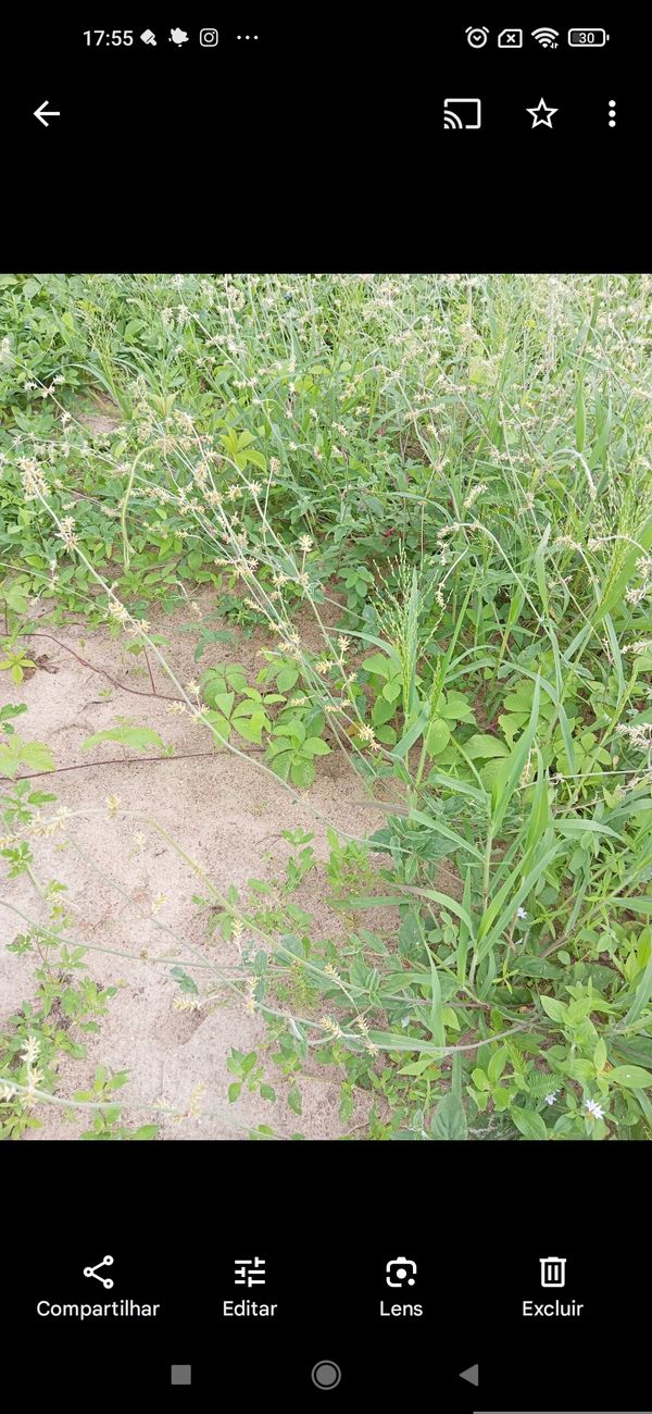 Identificação da planta Capim-de-burro por foto