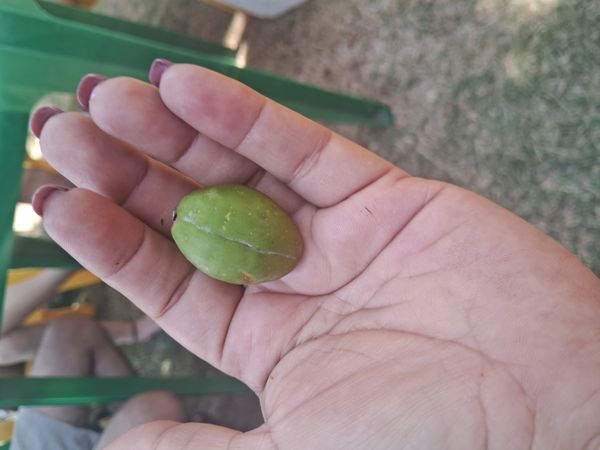 Identificação da planta Cajá-manga por foto