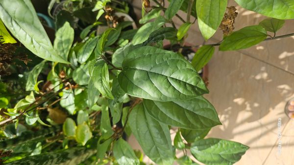 Identificação da planta Trepadeira Lágrima de cristo por foto