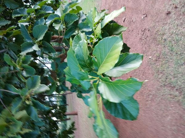 Identificação da planta Abacate por foto