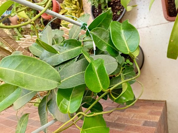 Identificação da planta Jasmim de Madagascar por foto