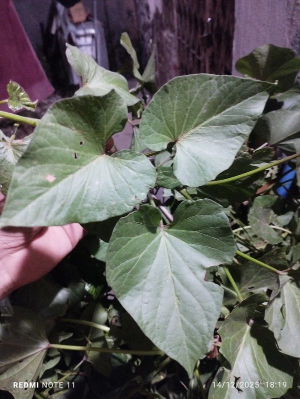 Identificação da planta Batata-doce por foto