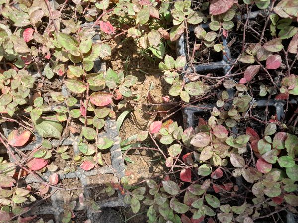 Identificação da planta Mirtilo por foto