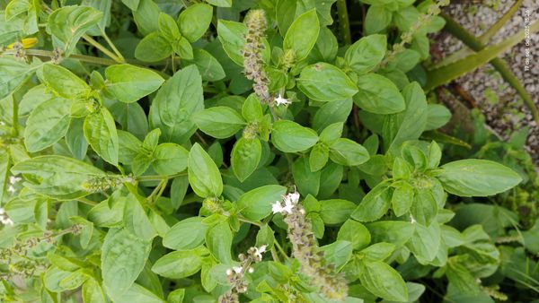 Identificação da planta Manjericão por foto