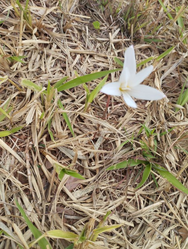 Identificação da planta lírio-da-chuva por foto