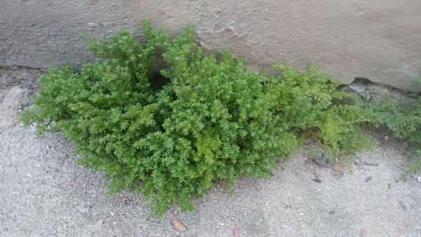 Identificação da planta Cabelo-de-anjo por foto