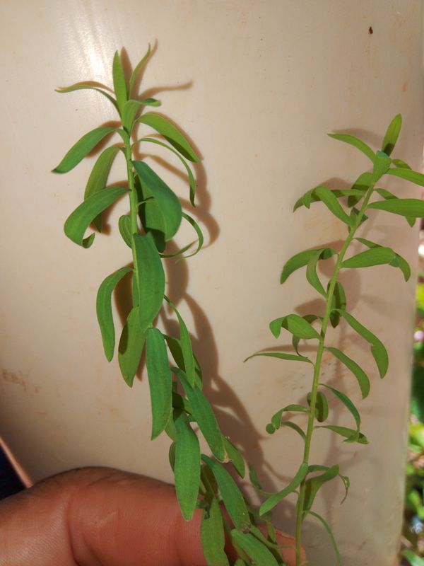 Identificação da planta Linhaça por foto