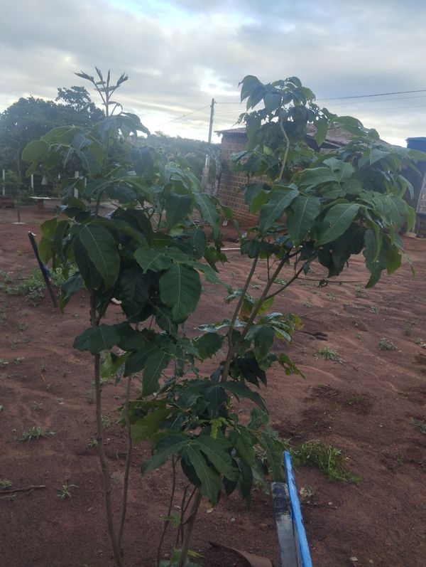 Identificação da planta casimiroa por foto