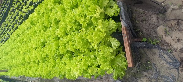 Identificação da planta Alface por foto