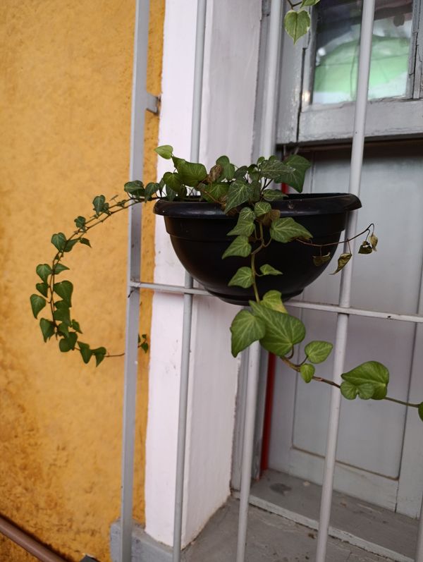 Identificação da planta Hera-do-cabo por foto