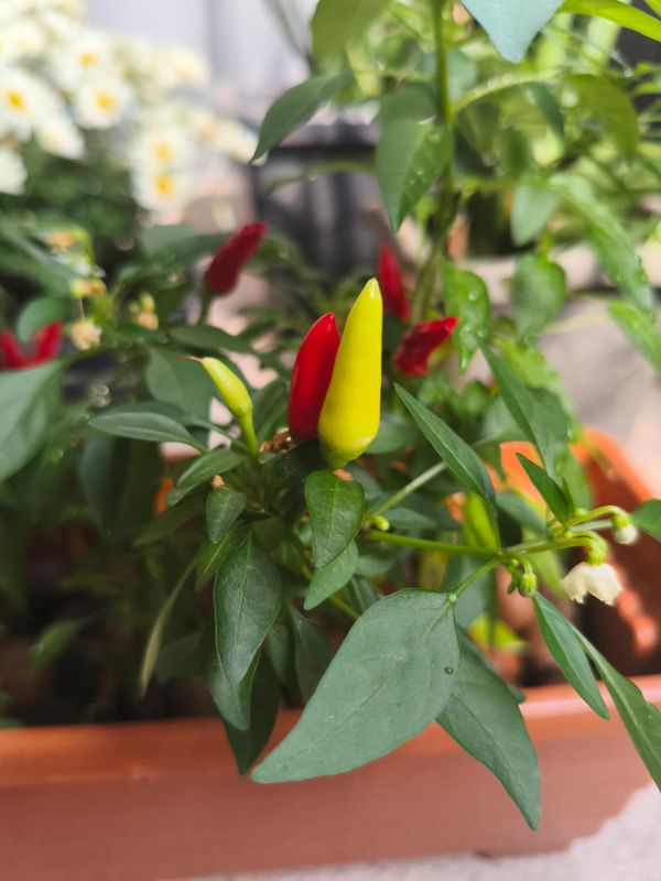 Identificação da planta Pimenta por foto