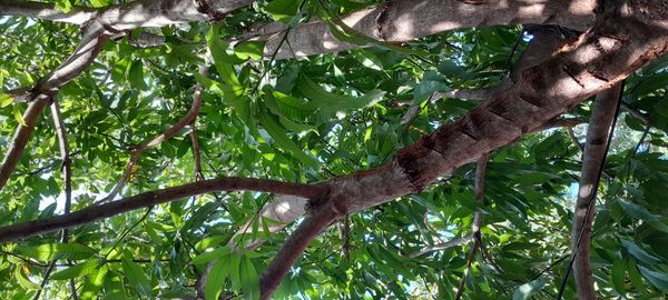 Identificação da planta Manga por foto