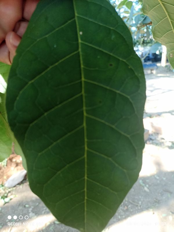 Identificação da planta Ipê Rosa por foto