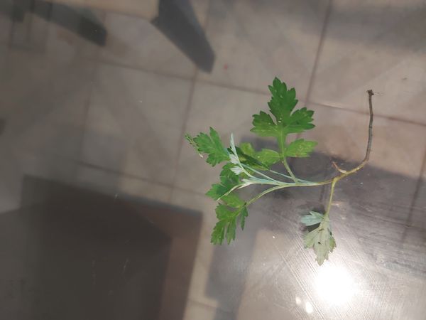 Identificação da planta artemísia por foto