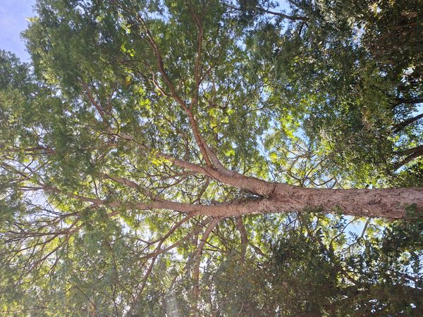 Identificação da planta Mopane por foto