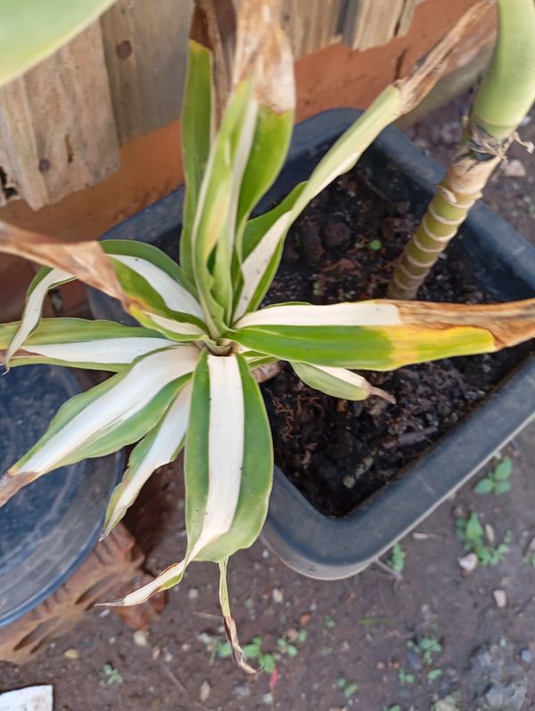 Identificação da planta Pau-d'água por foto