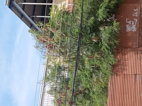 Identificação da planta Leucena ou Árvore-do-Conflito por foto