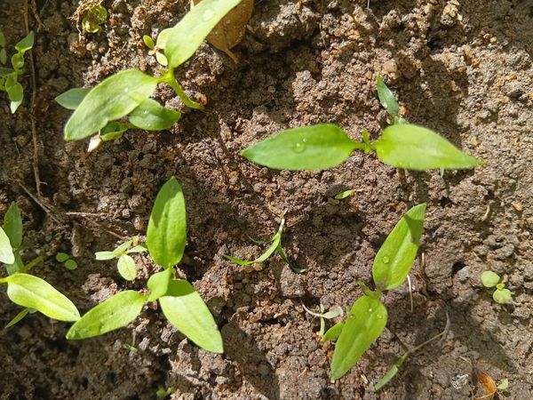 Identificação da planta Malagueta por foto