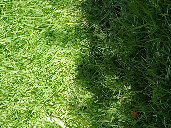Identificação da planta Grama-batatais por foto
