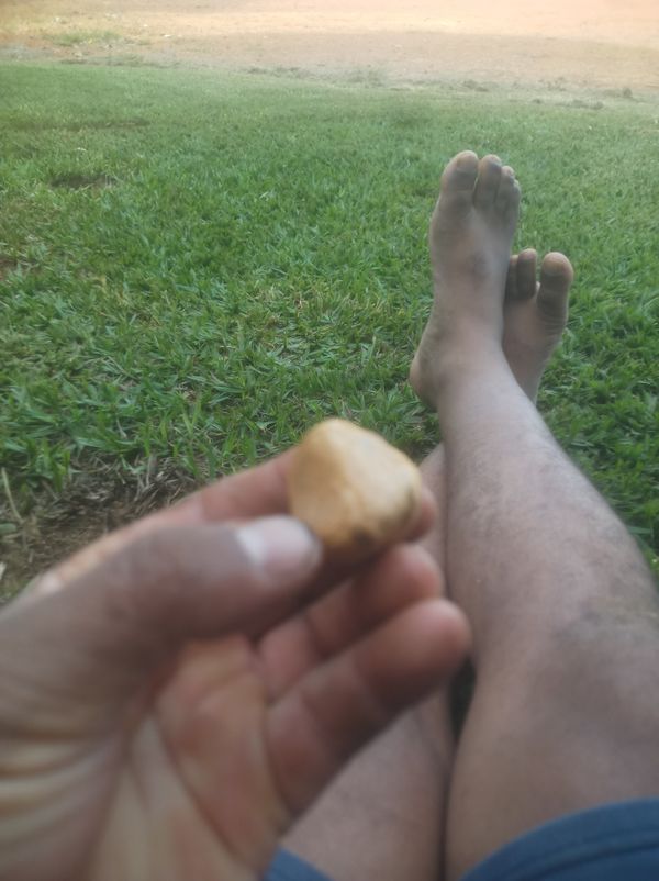 Identificação da planta Mogno por foto