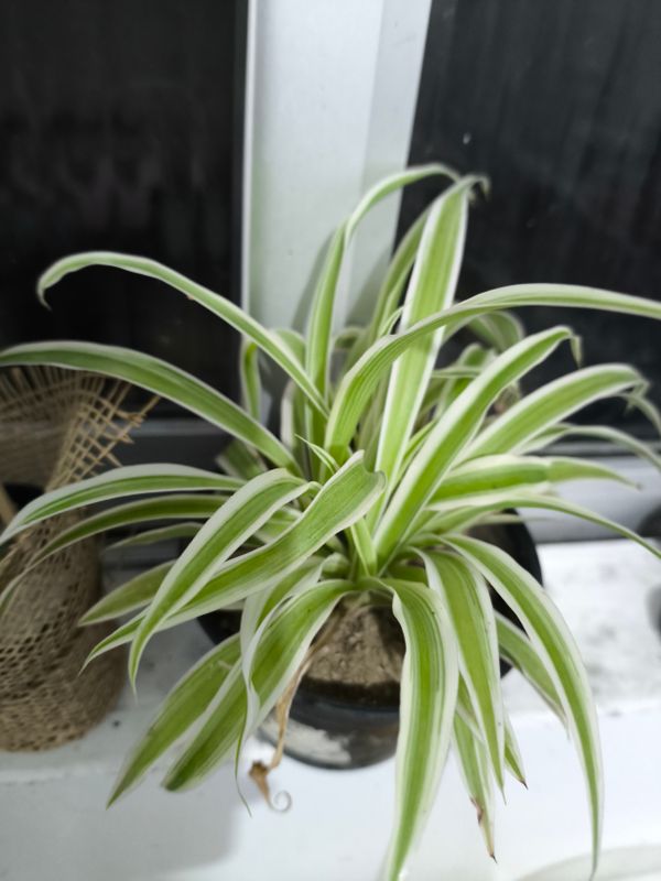 Identificação da planta Clorófito por foto