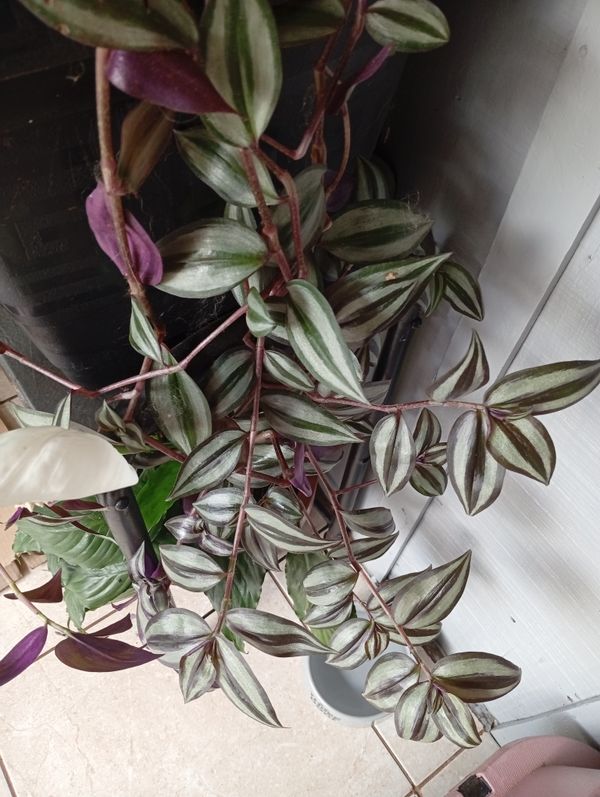 Identificação da planta Lambari por foto