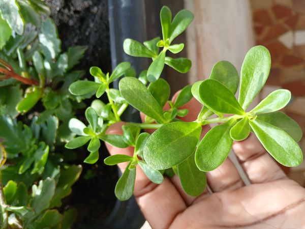 Identificação da planta Onze Horas por foto