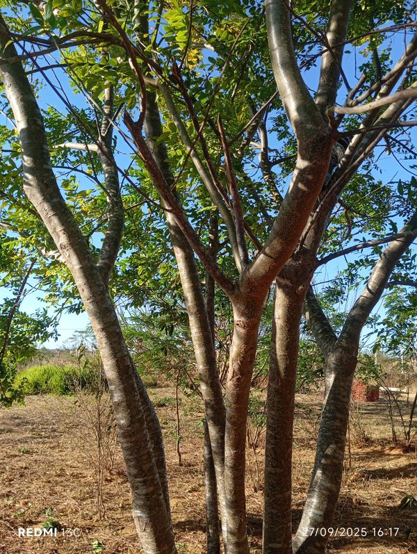 Identificação da planta pau-mulato por foto
