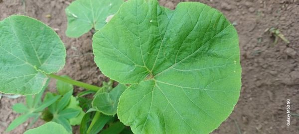 Identificação da planta Abóbora por foto