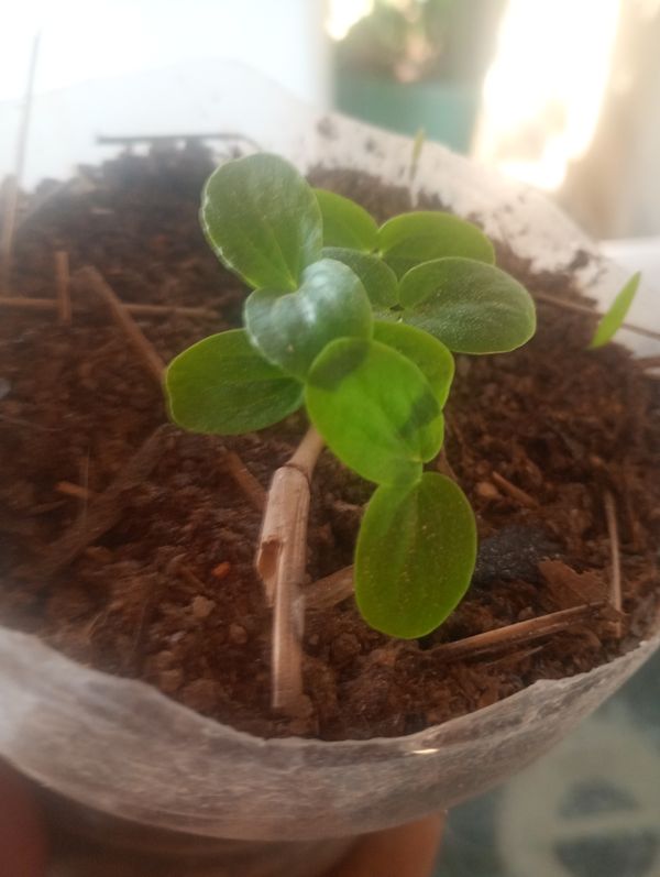 Identificação da planta Peperomia Hope por foto